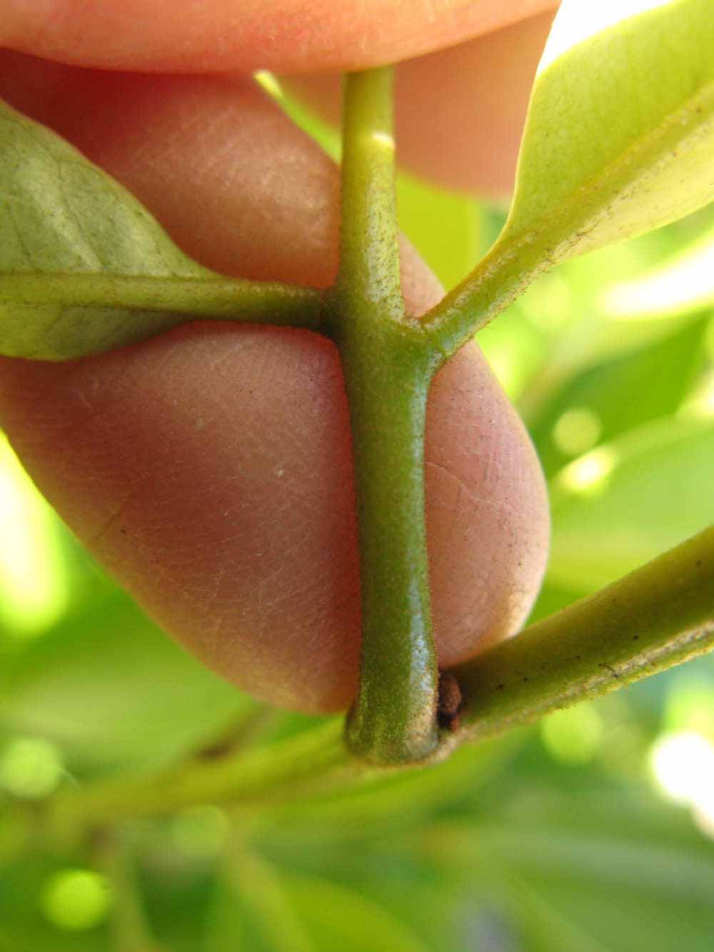              Petiole (Winter Haven, FL)       